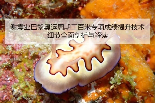 谢震业巴黎奥运周期二百米专项成绩提升技术细节全面剖析与解读